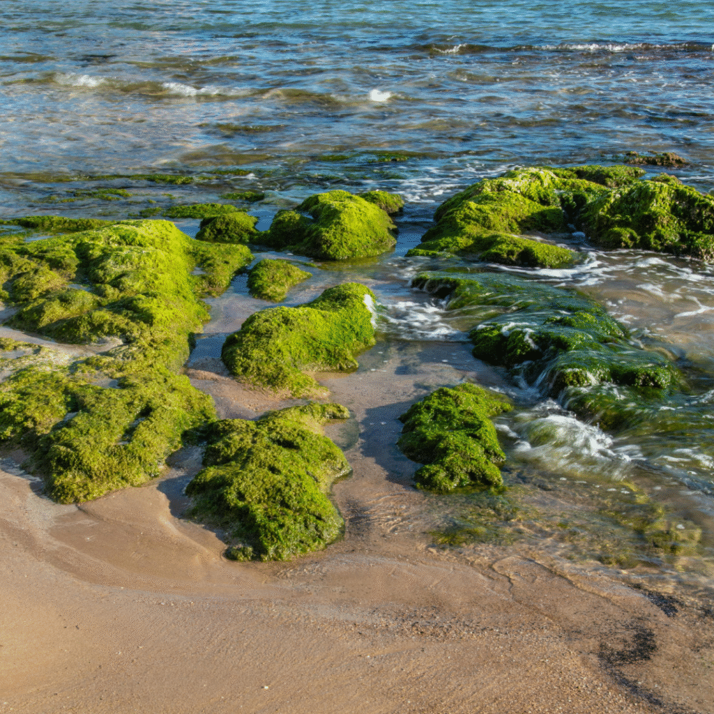 alternativa al pdrn almas marinas elenisse cosmetics